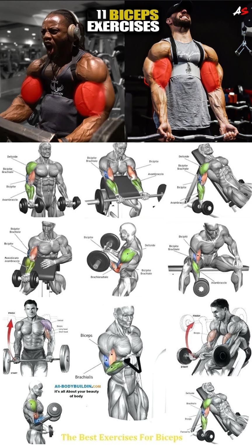 Arm Workout Biceps Exercise Chart For Gym Printable Core And Bicep Workout Workout Chart Good Ab