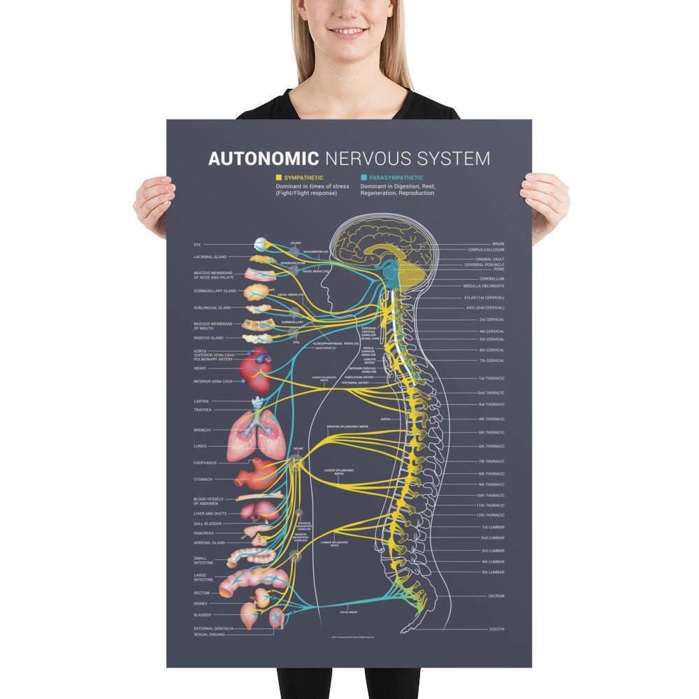 Autonomic Nervous System Chart Etsy