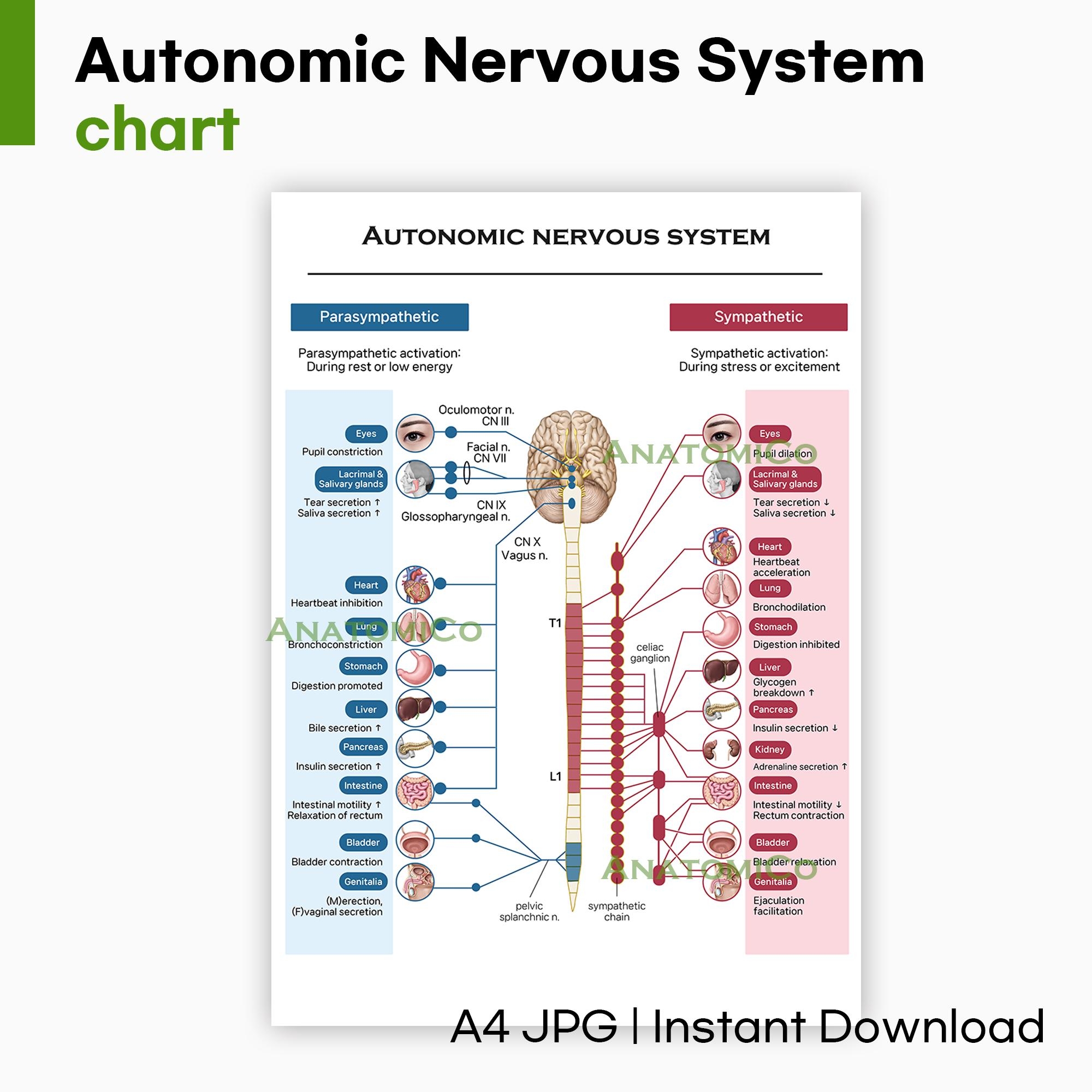 Printable Autonomic Nervous System Chart