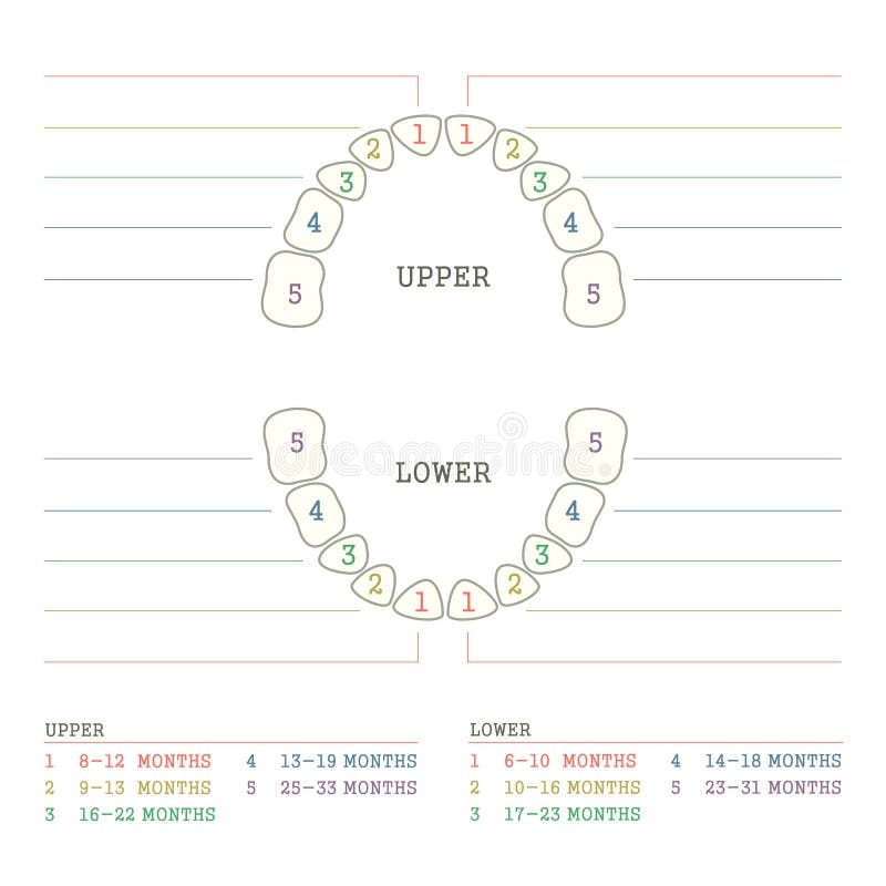 Printable Baby Teeth Chart