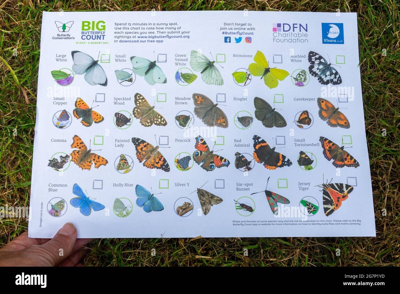 Big Butterfly Count Chart For Identification Of Garden Butterflies July 2021 Run By Butterfly Conservation UK Stock Photo Alamy Big Butterfly Count Chart For Identification Of Garden Butterflies July 2021 Run By Butterfly Conservation UK Stock Photo Alamy
