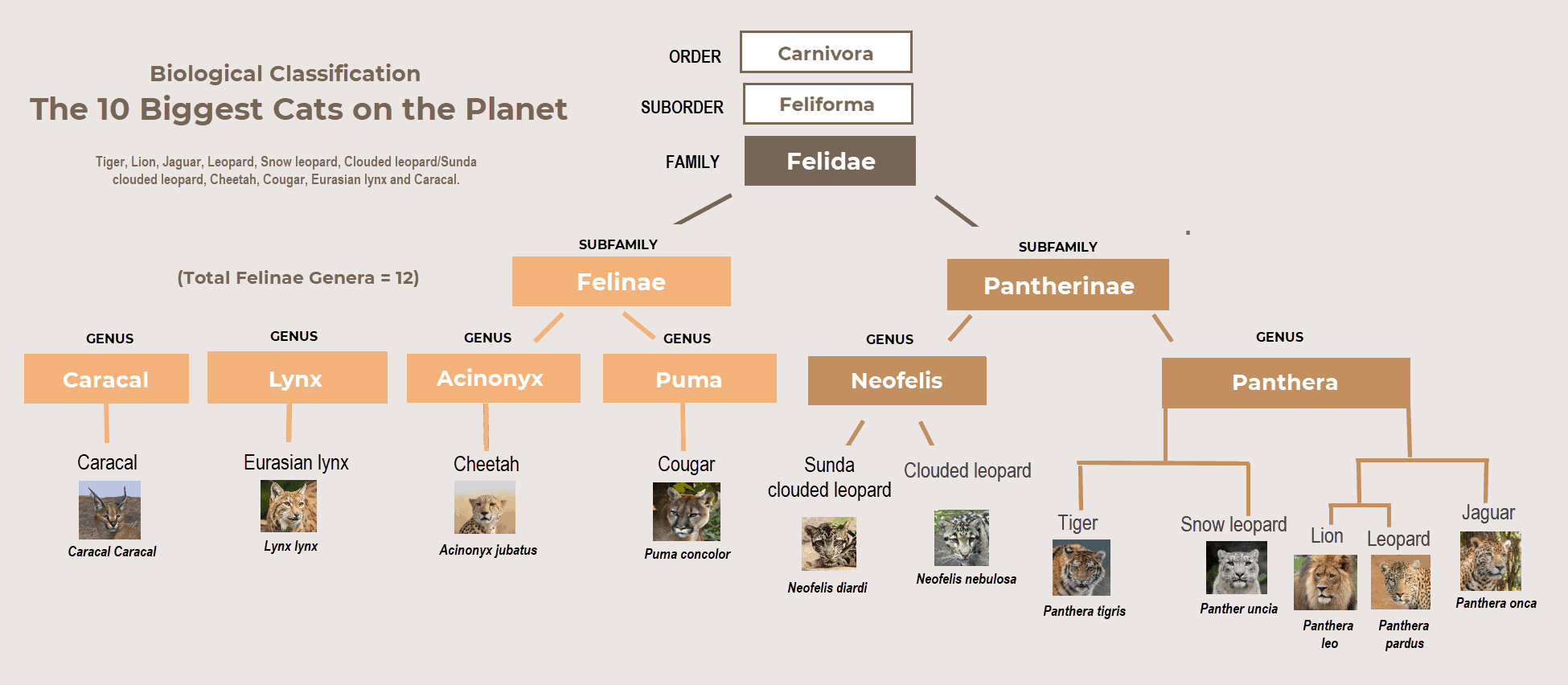 Big Cats Big Cat Species Data Conservation BigCatsWildCats