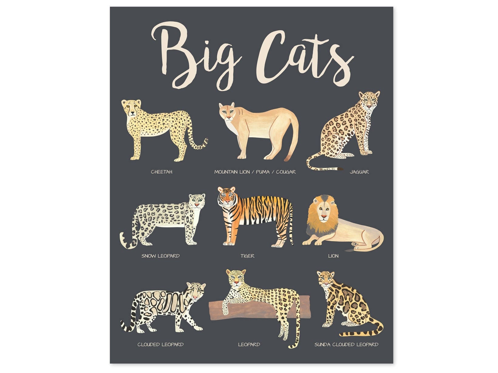 Big Cats Poster Educational Posters Kids Safari Nursery Decor Safari Nursery Art Safari Animals Safari Print Cat Poster Educational Prints Etsy