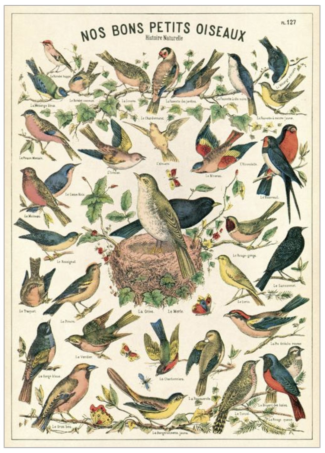 Bird Chart Vintage Poster Mary Jhun
