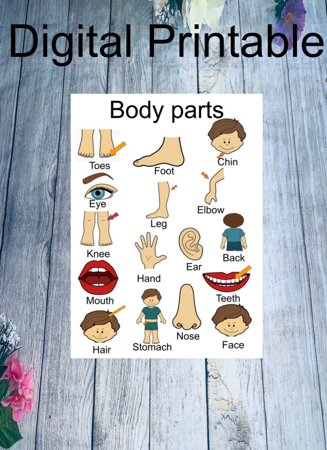 Printable Body Parts Chart Printable Body Parts Chart