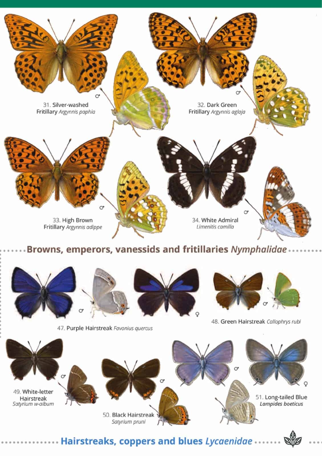 British Butterfly Identification Guide FSC Butterfly Field Guide British Butterfly Identification Guide FSC Butterfly Field Guide
