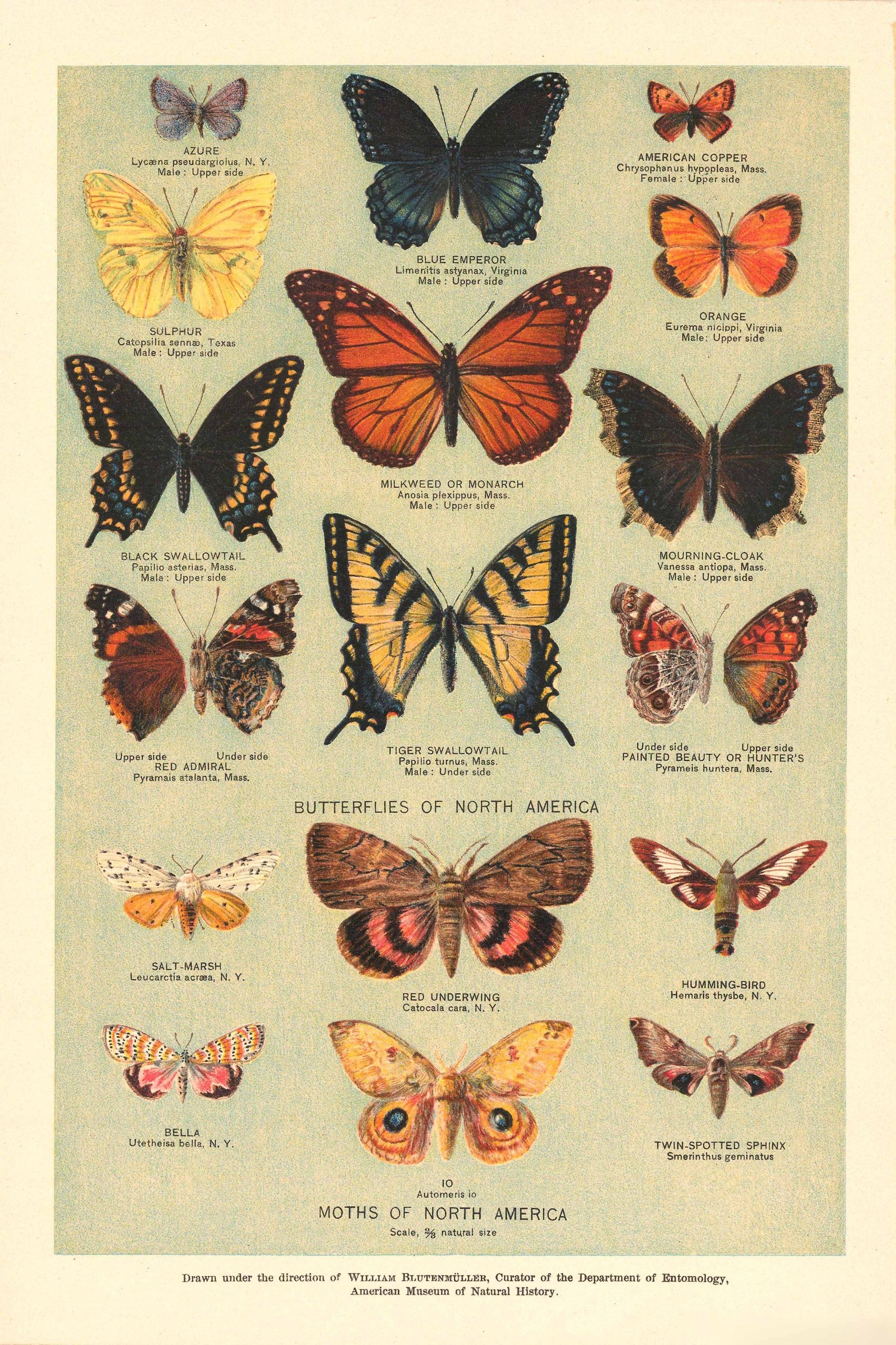 Butterflies And Moths Of North America Johnson s Universal Cyclopedia 1896 Art Source International