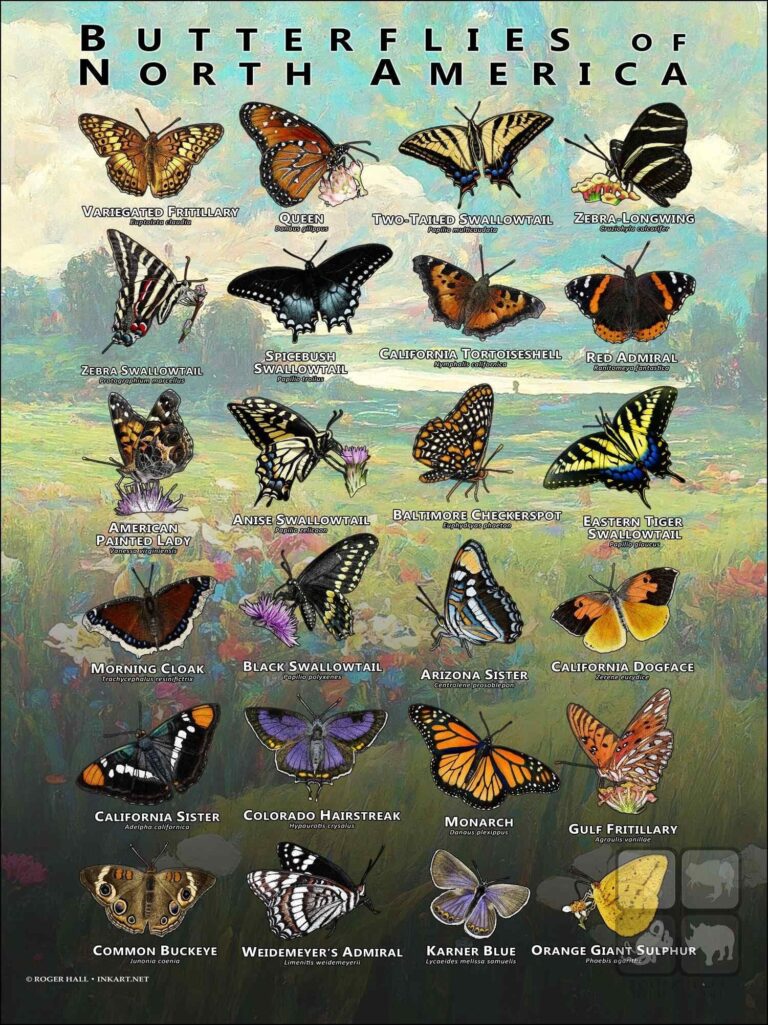 Butterflies Of North America Art Print Field Guide SIGNED BY ARTIST Etsy Israel