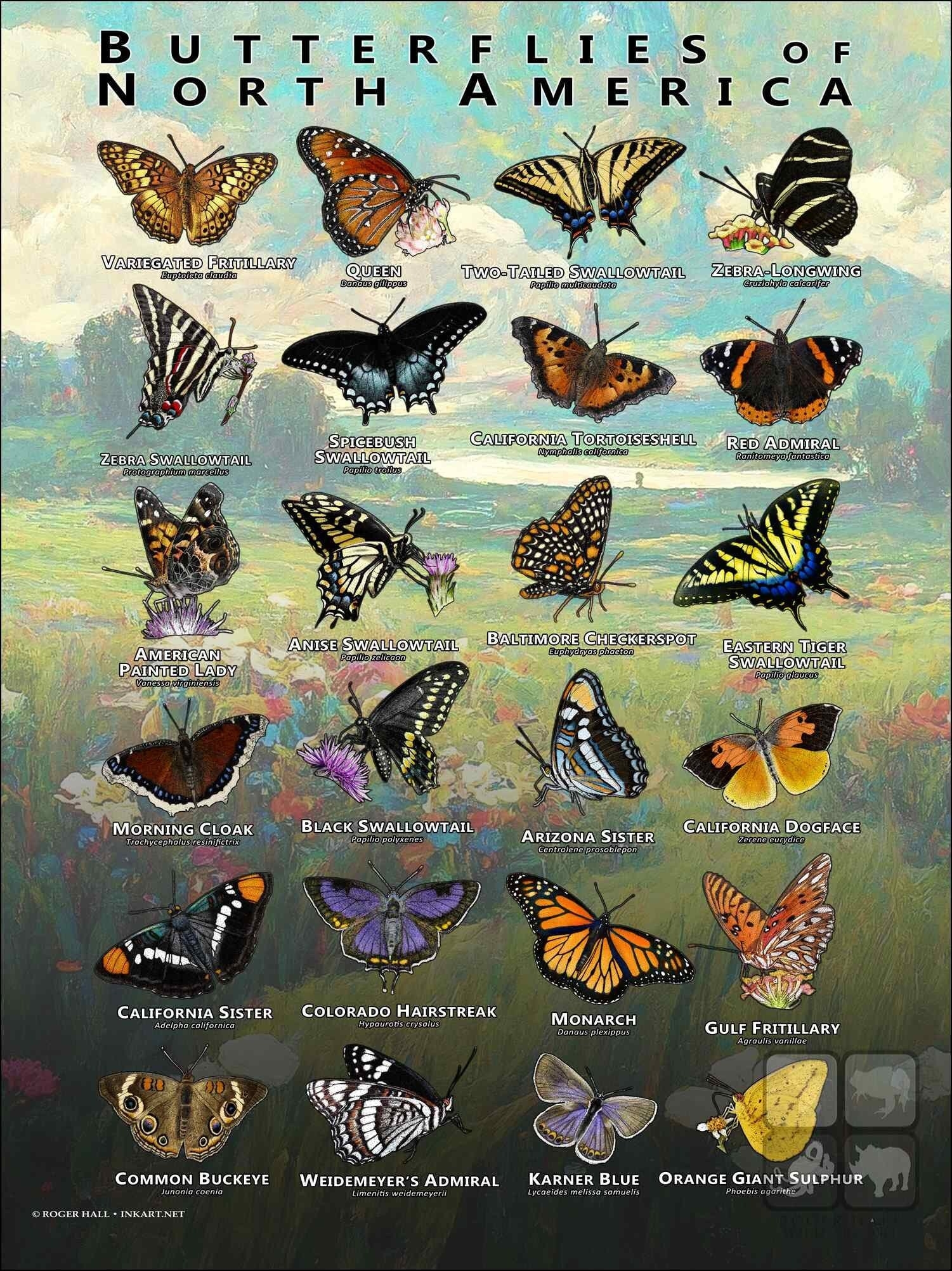 Butterflies Of North America Art Print Field Guide SIGNED BY ARTIST Etsy Israel