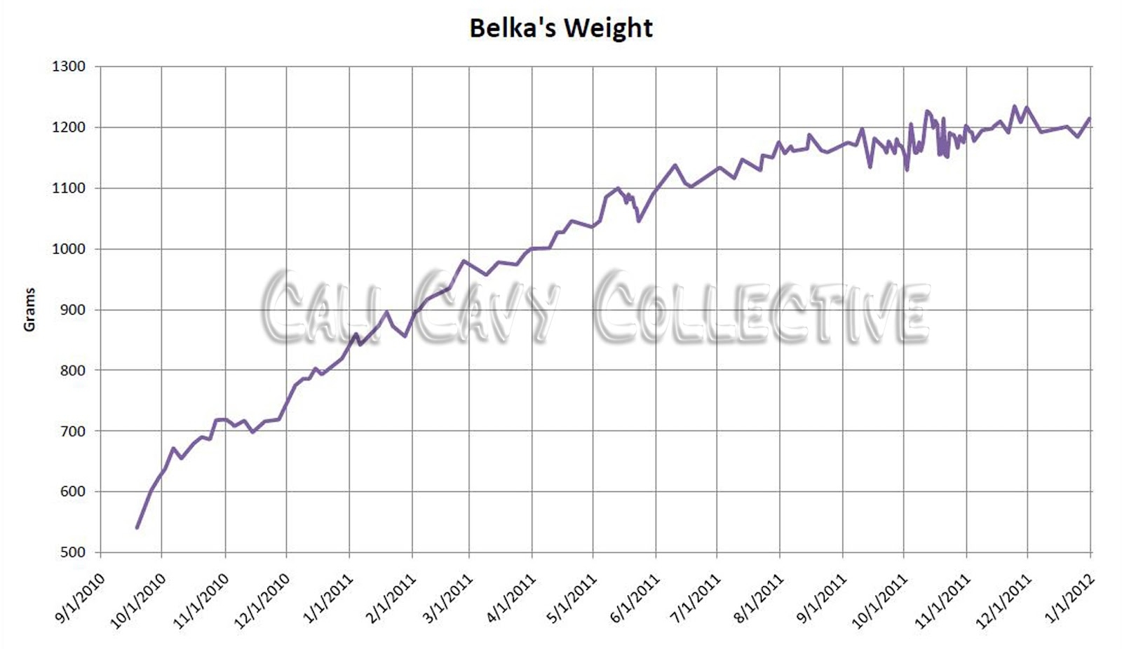 Cali Cavy Collective A Blog About All Things Guinea Pig Guinea Pig Weight Charts