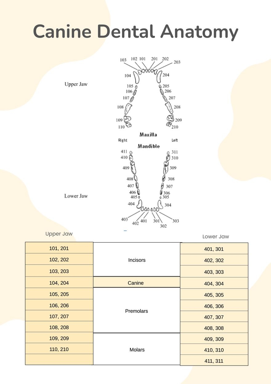 Printable Veterinary Dental Feline Dental Chart