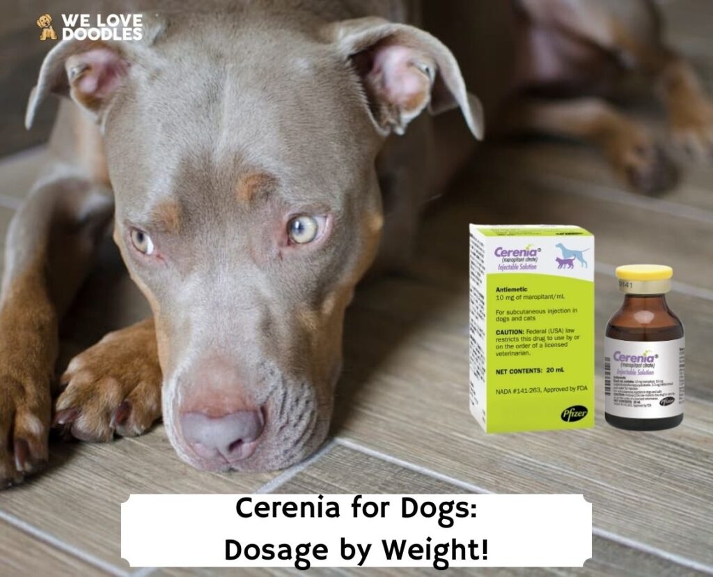 Cerenia For Dogs Guide Dosage By Weight We Love Doodles