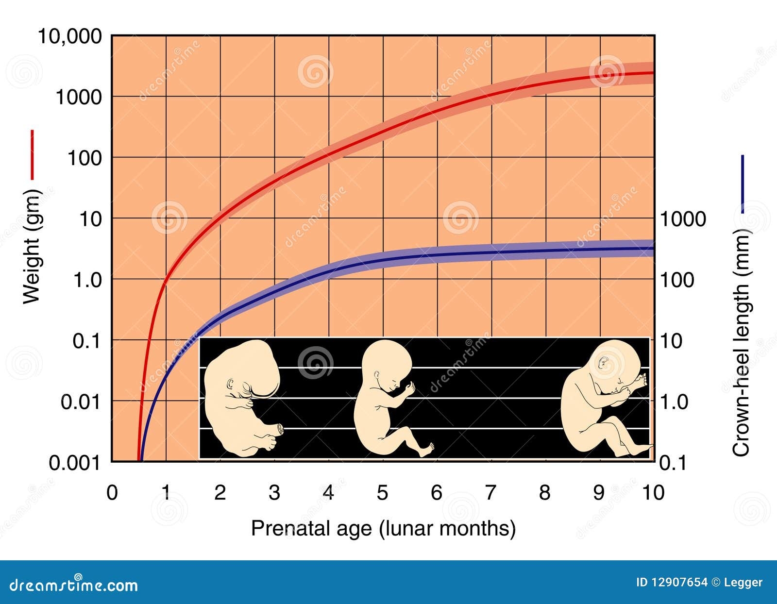 Printable Fetal Development Chart