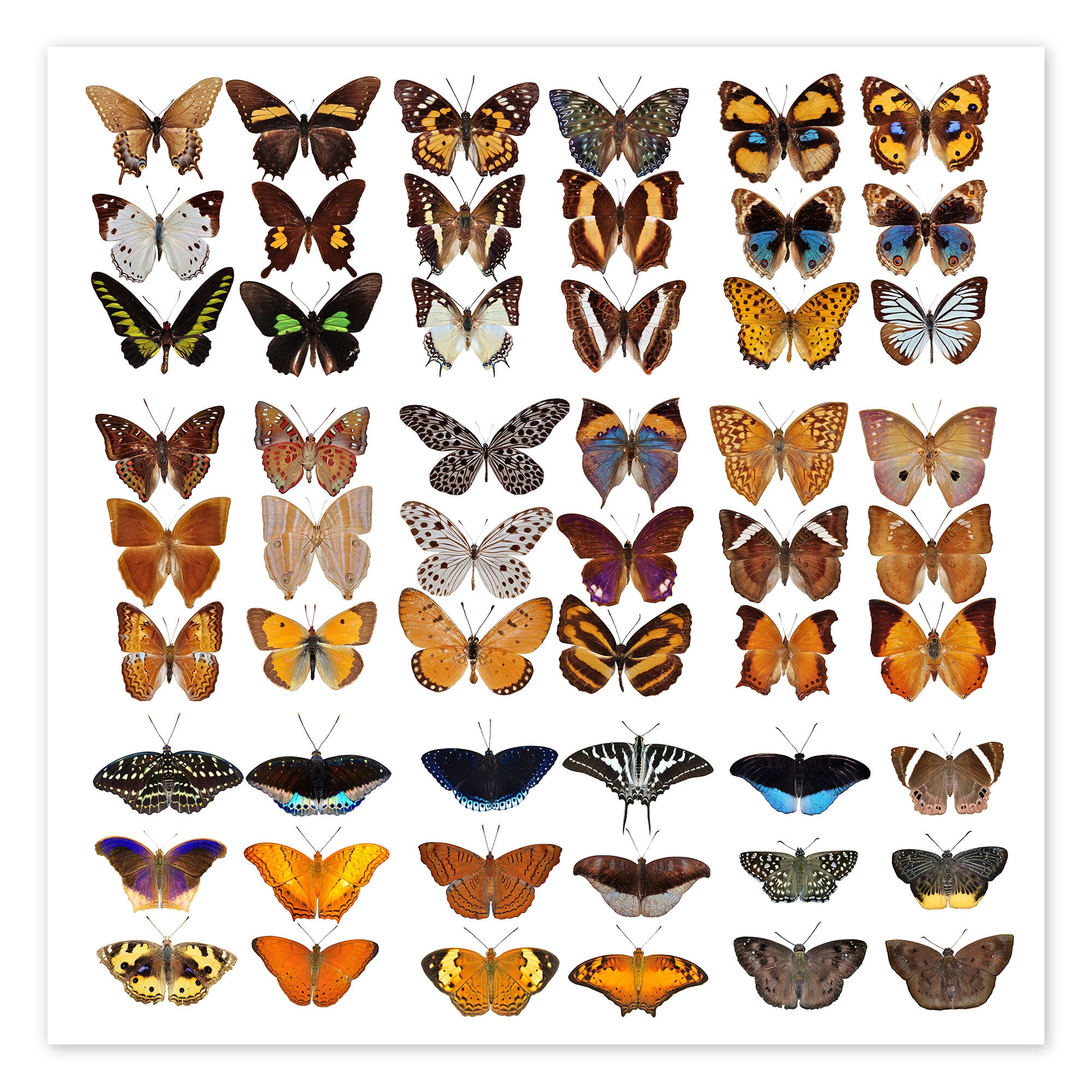 Chart Of Butterflies Print By Editors Choice Posterlounge Chart Of Butterflies Print By Editors Choice Posterlounge