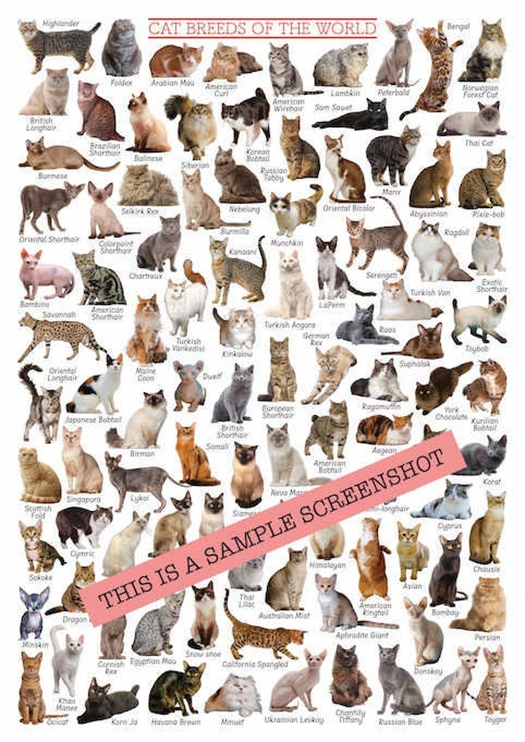 Chart Types Of Cats Big Chart All The Types Of Big Cats Cat Breeds Poster Reference