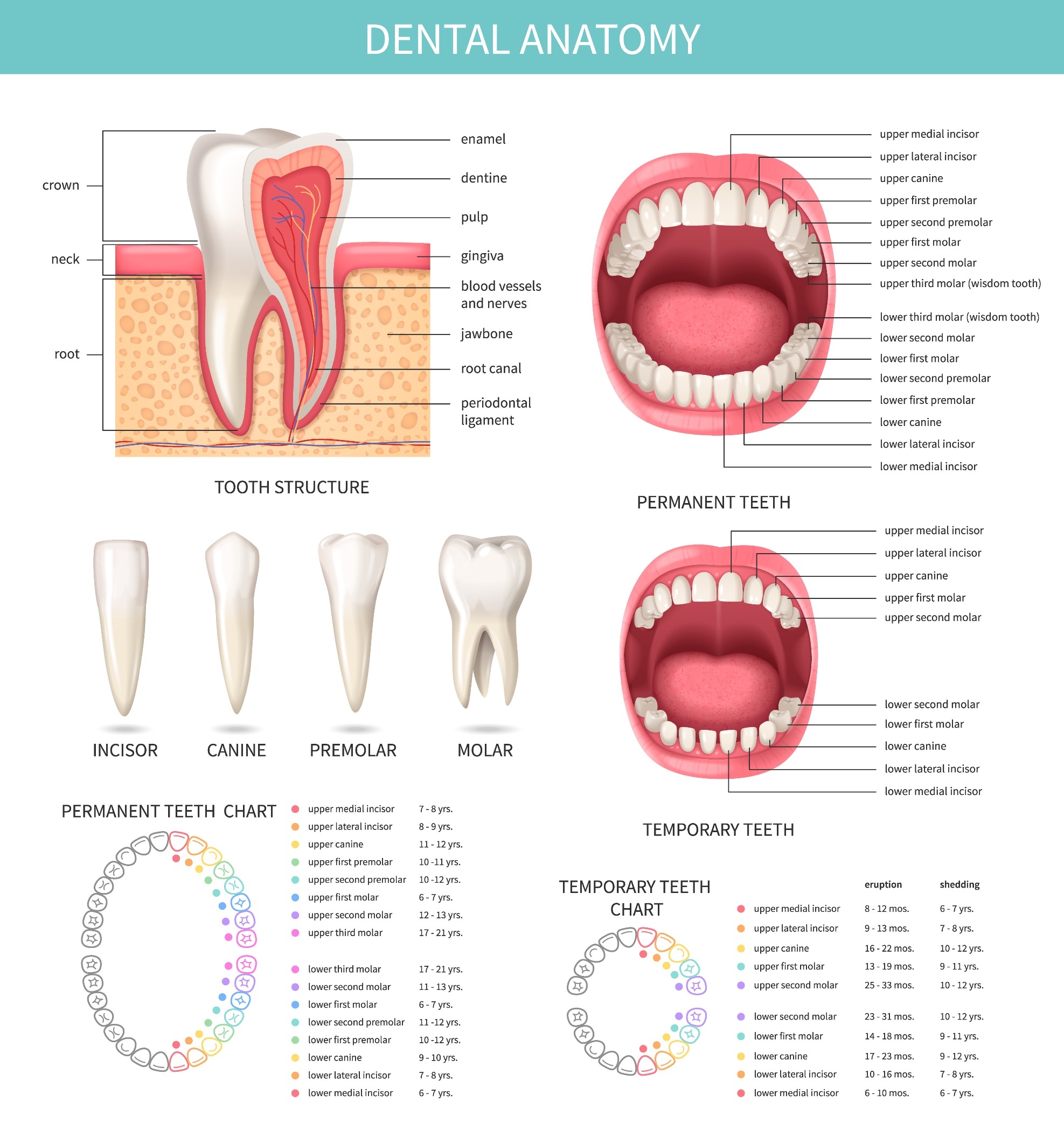 Printable Meridian Tooth Chart Printable Meridian Tooth Chart