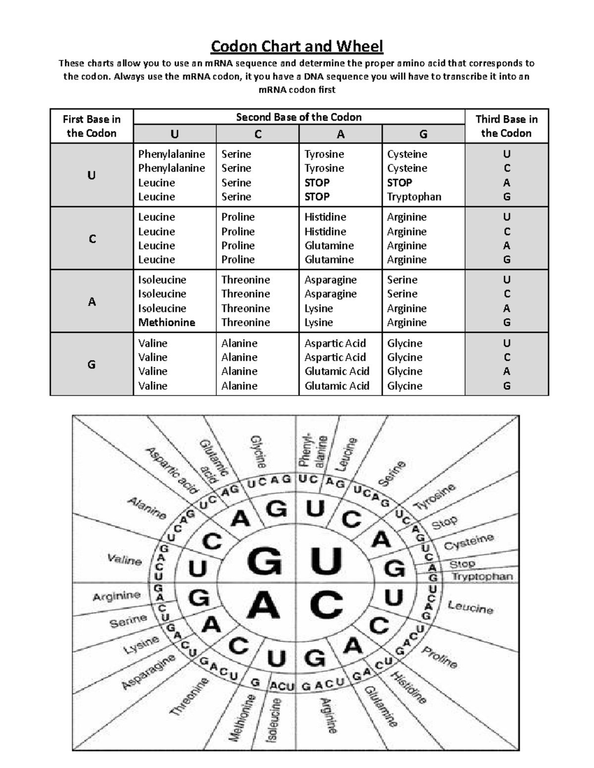 Codon Chart And Wheel For MRNA To Amino Acid Translation Studocu Codon Chart And Wheel For MRNA To Amino Acid Translation Studocu