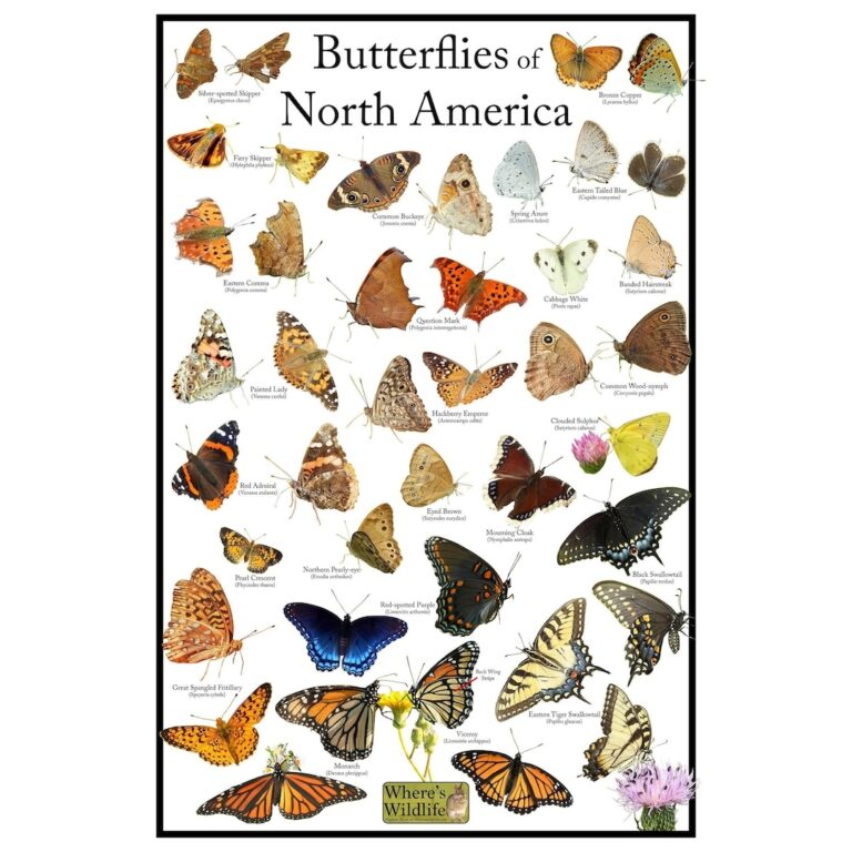 Common Butterflies Of North America Poster Print Butterfly Field Guide Picture Identification For Common Butterflies Vertical Poster Etsy
