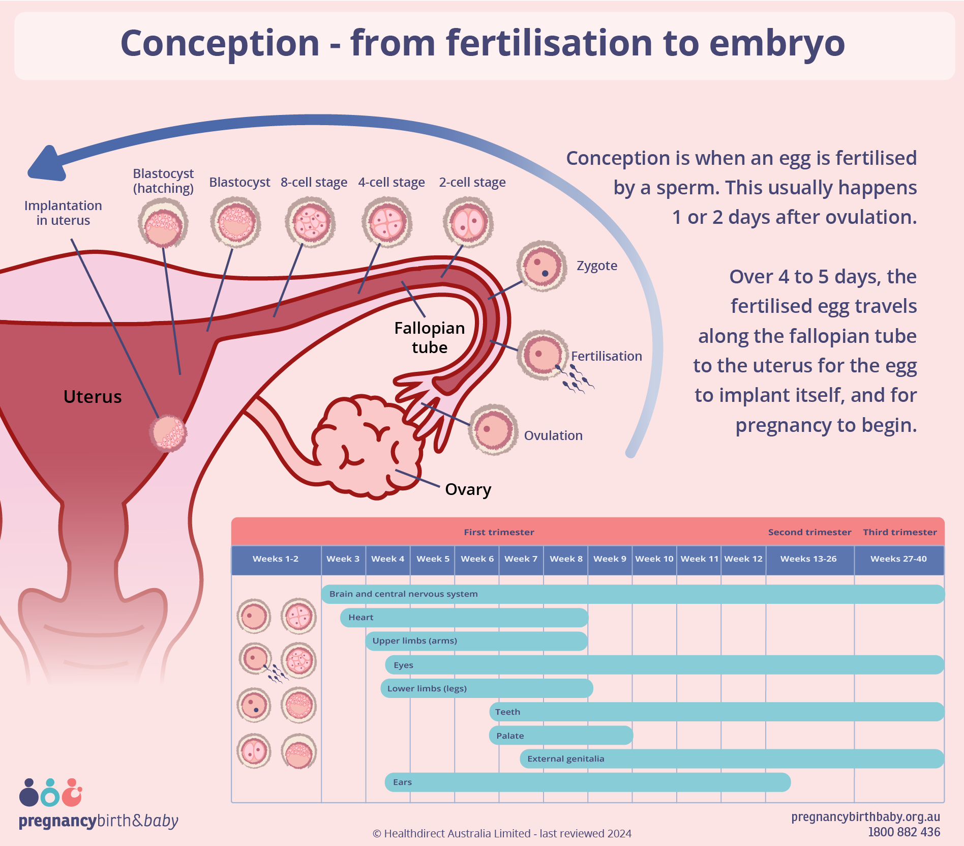Conception And Fetal Development Pregnancy Birth And Baby