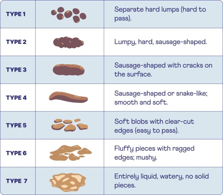 Cracking The Code The Bristol Stool Chart Heights
