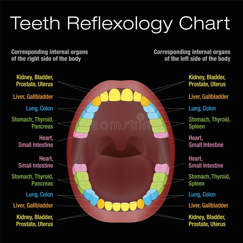 Dental Teeth Chart Stock Illustrations 1 018 Dental Teeth Chart Stock Illustrations Vectors Clipart Dreamstime