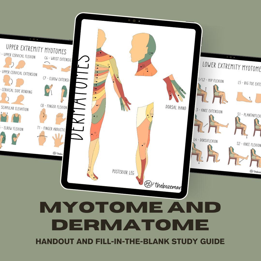 Dermatomes And Myotomes Etsy