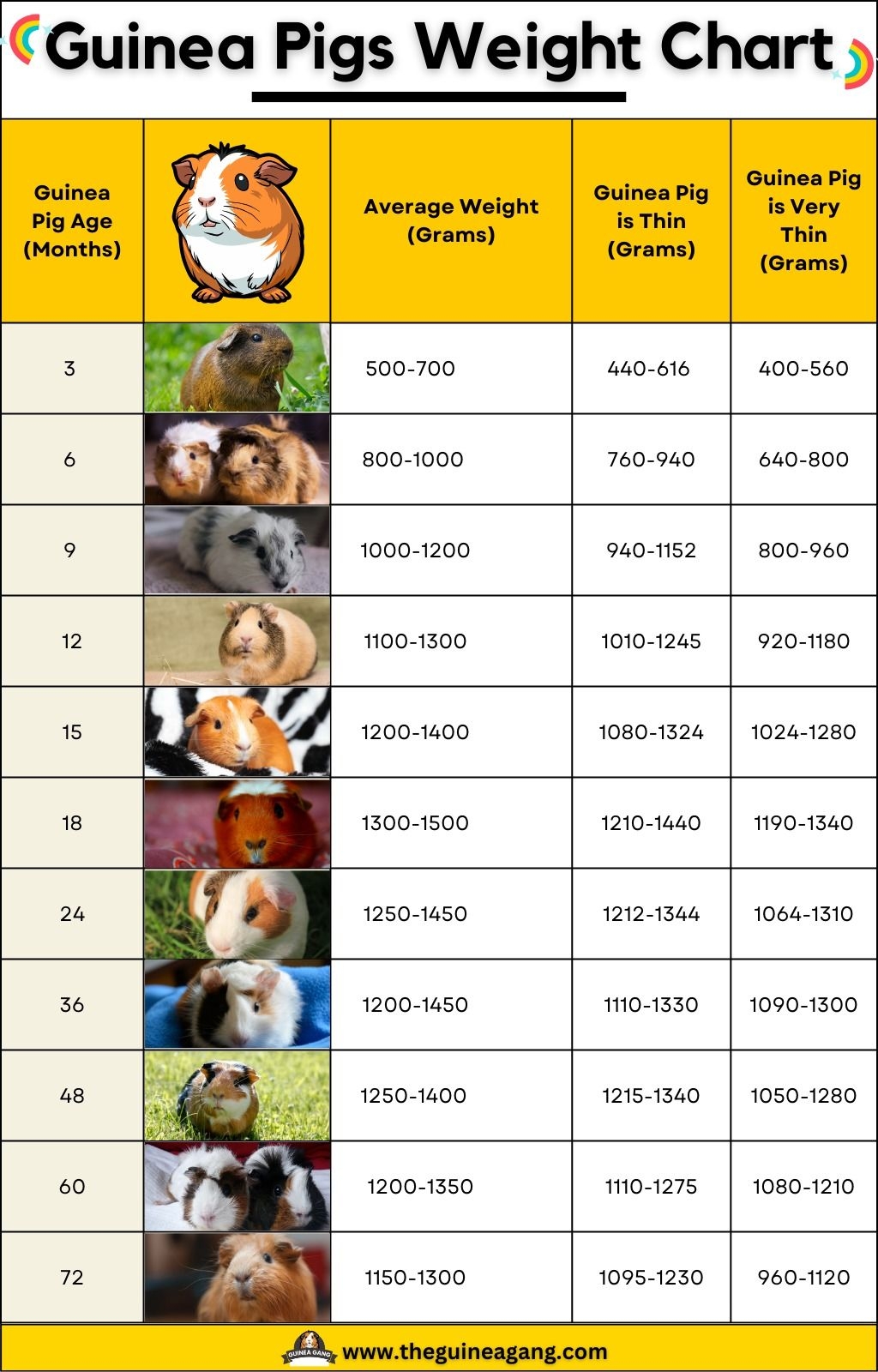 Discover 180 Three Little Piggies And Guinea Pigs Ideas Guinea Pig Guinea Pig Care And More