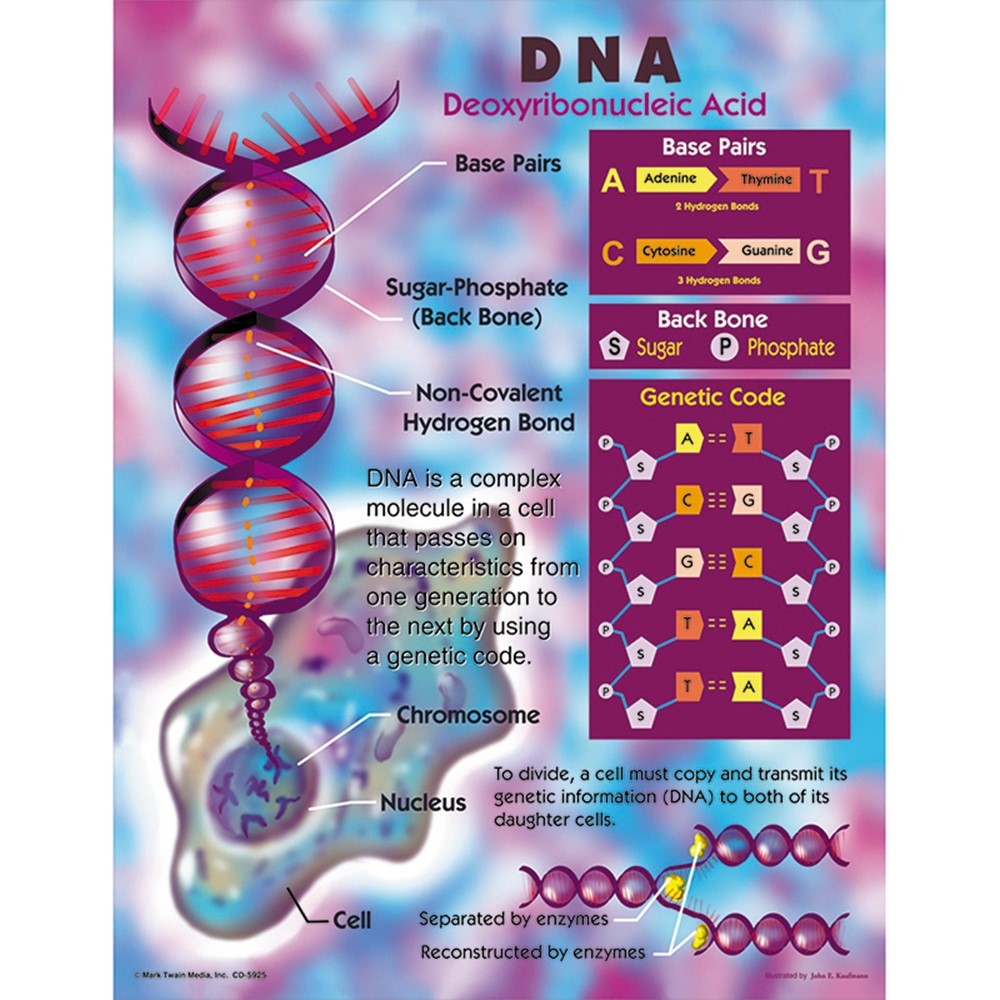 DNA Chart CD 5925 Carson Dellosa Education Science DNA Chart CD 5925 Carson Dellosa Education Science