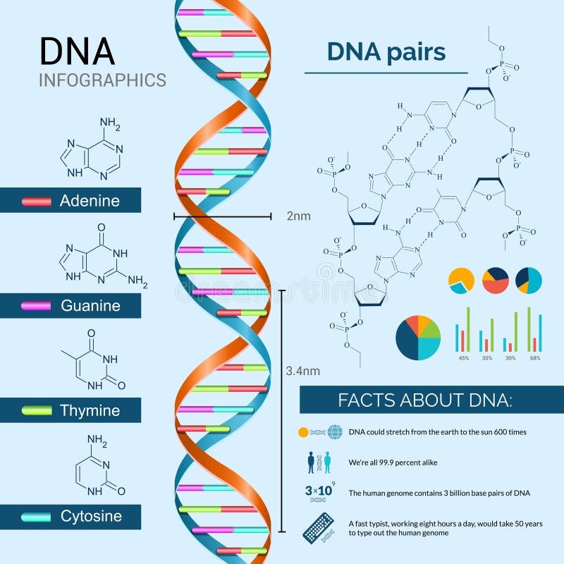 Dna Charts Vector Stock Illustrations 287 Dna Charts Vector Stock Illustrations Vectors Clipart Dreamstime Dna Charts Vector Stock Illustrations 287 Dna Charts Vector Stock Illustrations Vectors Clipart Dreamstime