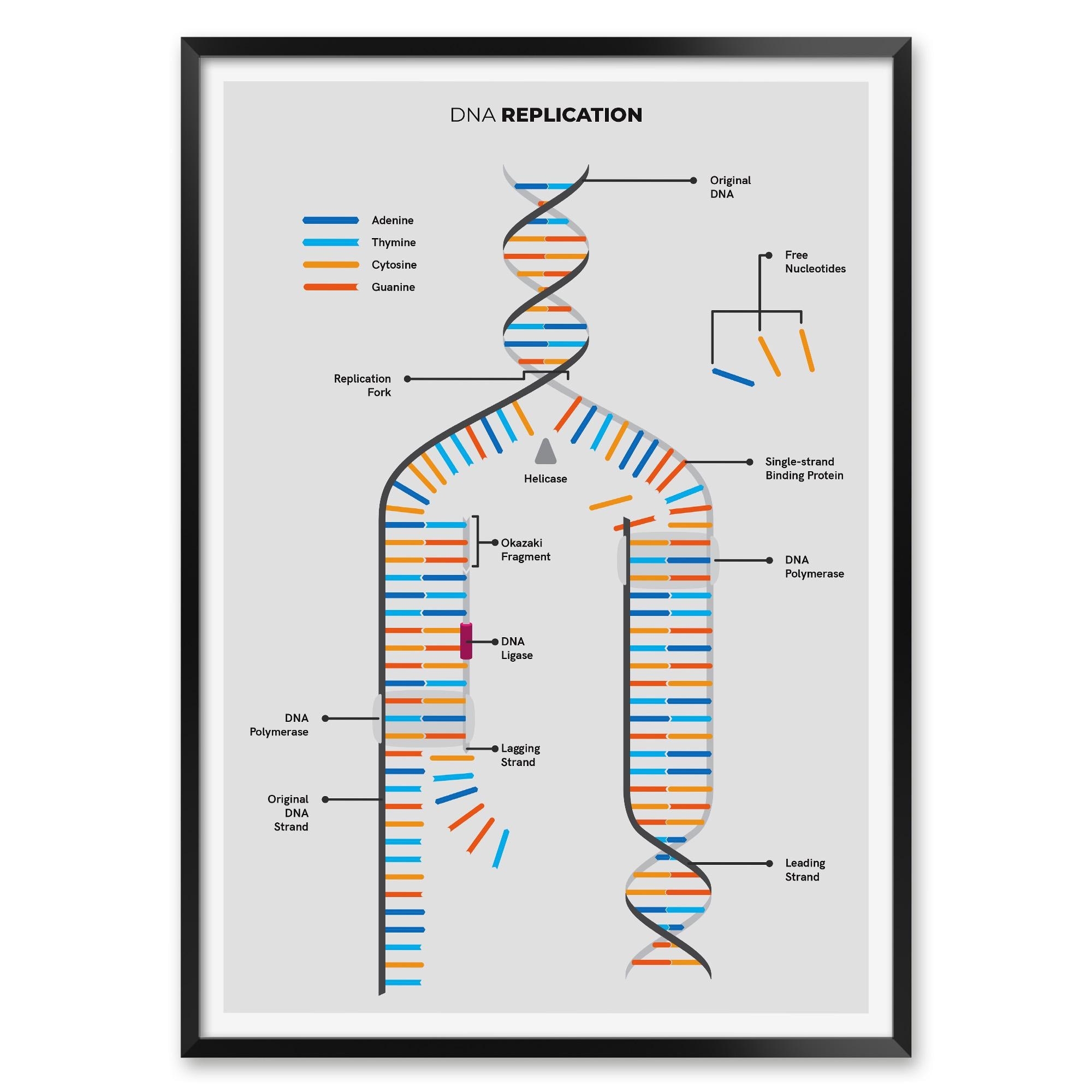 DNA Replication Print Biology Classroom Decor Study Notes Etsy DNA Replication Print Biology Classroom Decor Study Notes Etsy