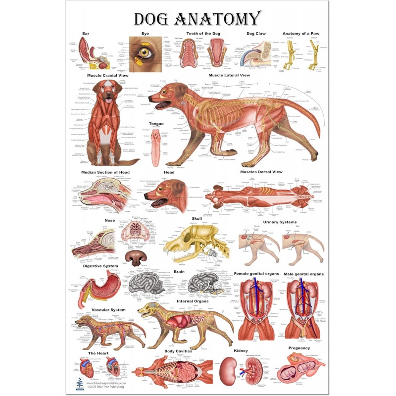 Dog Anatomy Poster Veterinary Anatomy Veterinary Physiology Canine Large Poster