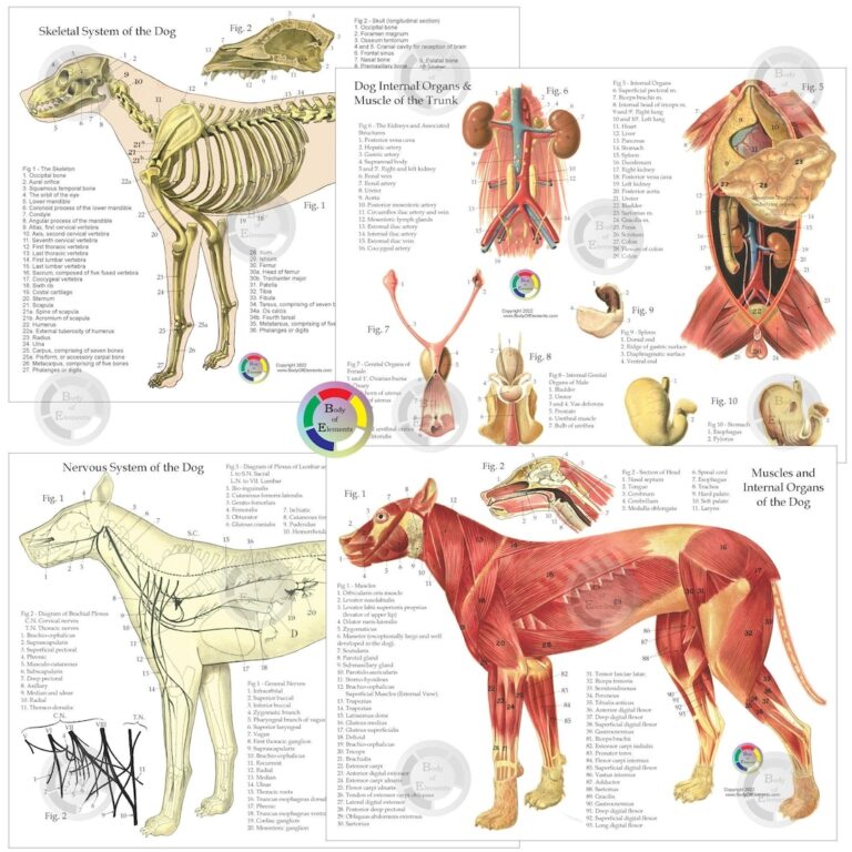 Dog Anatomy Study Charts Set 8 5 X 11 Laminated Skeletal Muscles Nerves Internal Organs Anatomical Canine Veterinary Etsy