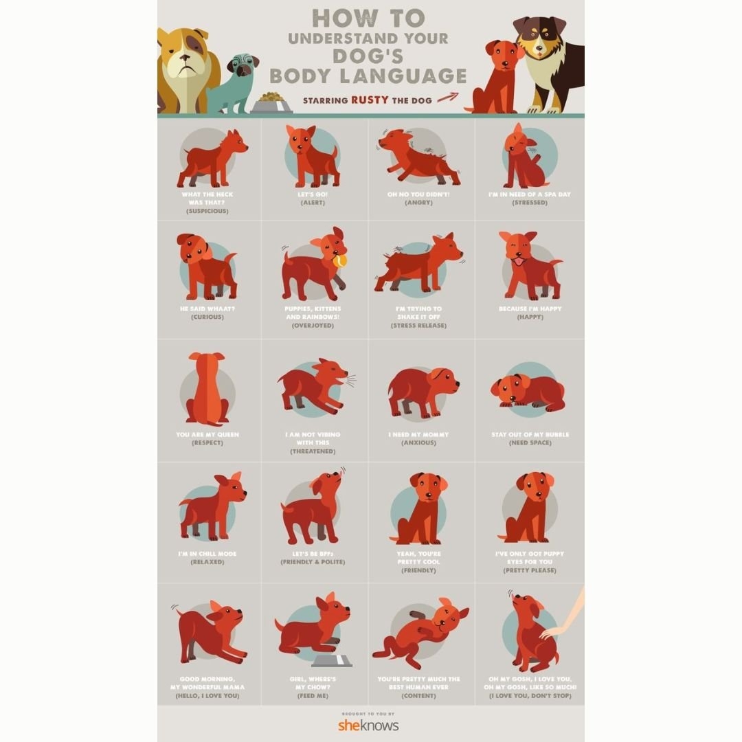 Printable Dog Body Language Chart Printable Dog Body Language Chart