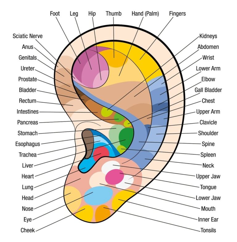 Ear Reflexology Chart Poster Print Choose Your Size Unframed EBay