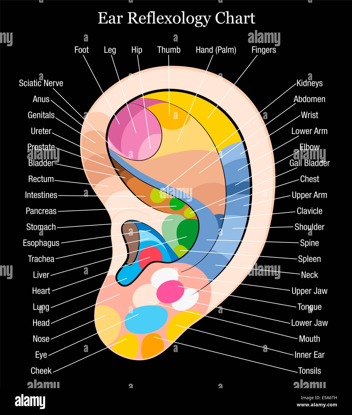 Ear Reflexology Chart With Accurate Description Of The Corresponding Internal Organs And Body Parts Stock Photo Alamy