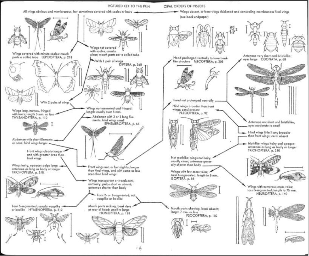 Entomology For Gardeners OSU Extension Service Worksheets Library Entomology For Gardeners OSU Extension Service Worksheets Library