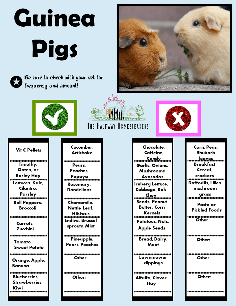 Printable Guinea Pig Food Chart