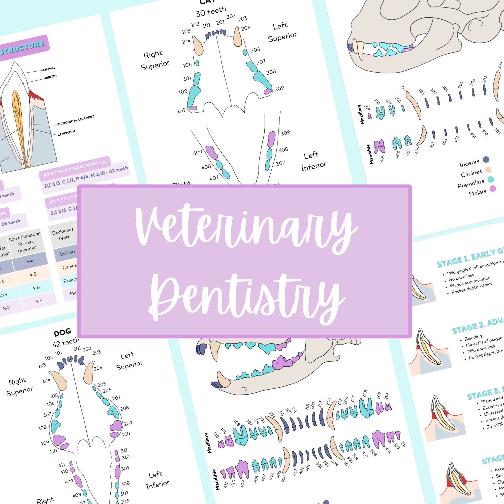 Feline Dental Chart Etsy