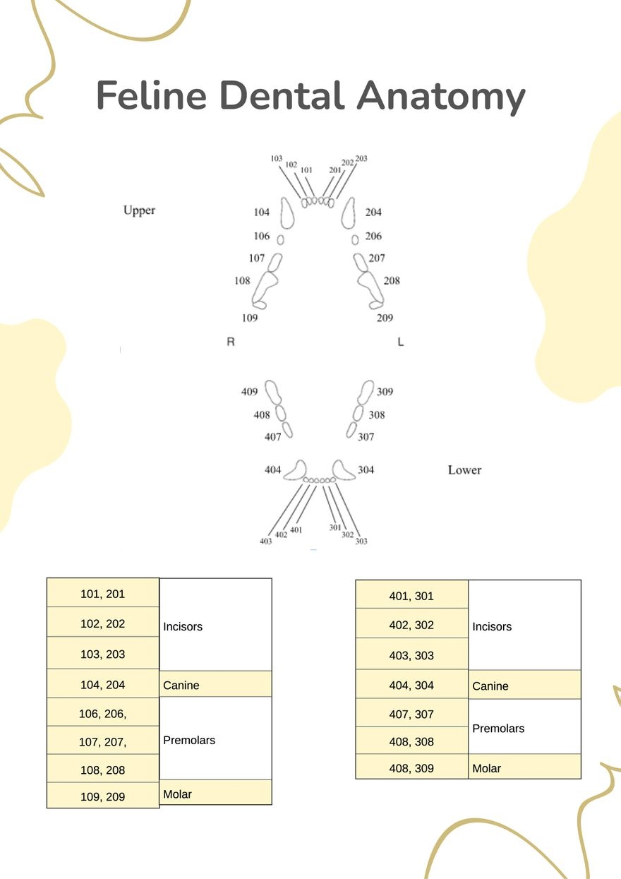 Feline Dental Chart In Illustrator PDF Download Template
