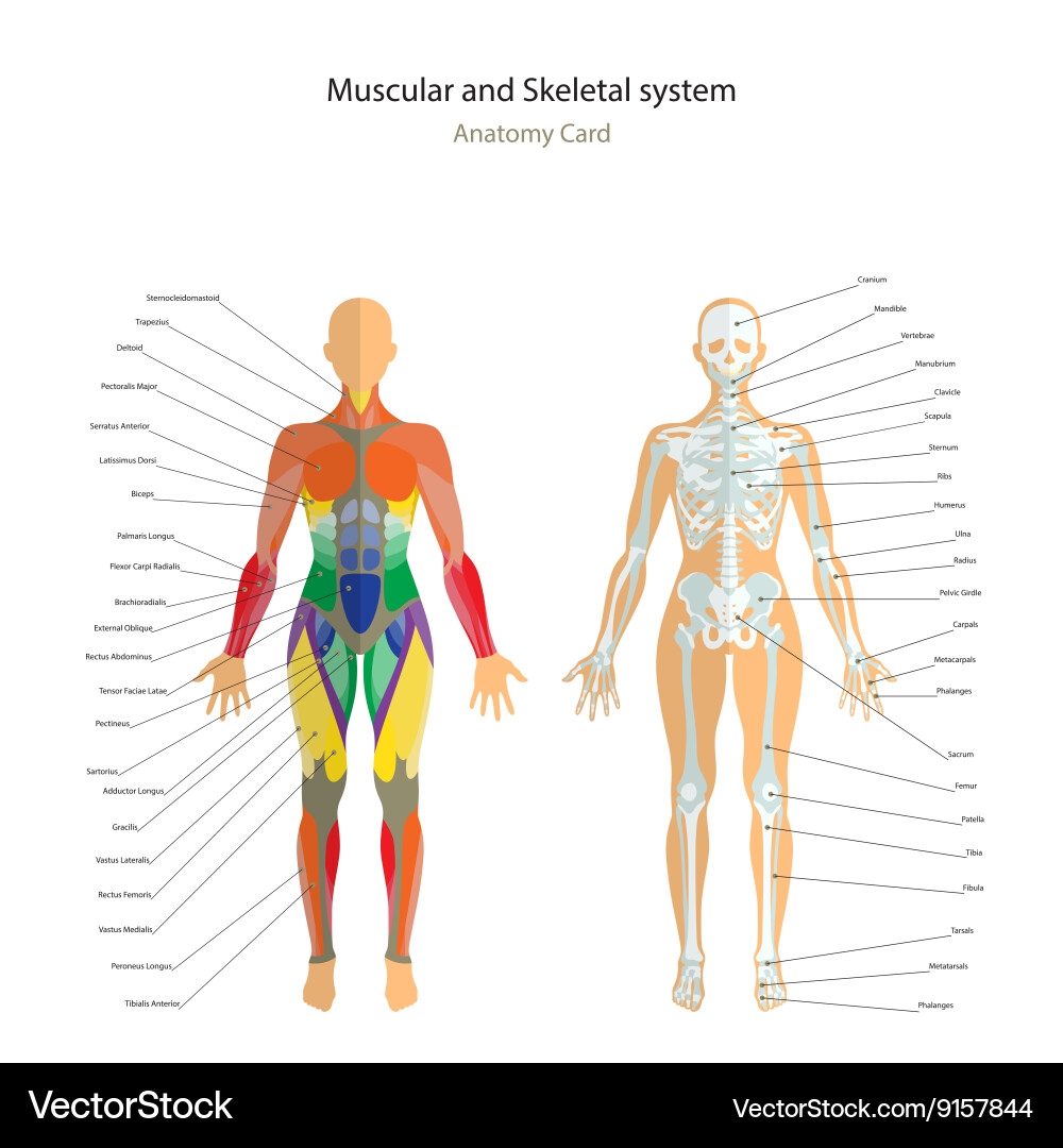 Printable Body Chart Musculoskeletal Joint Female