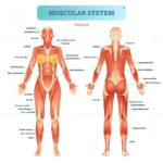 Female Muscular System Full Anatomical Body Diagram With Muscle Scheme Vector Illustration Educational Poster VectorMine