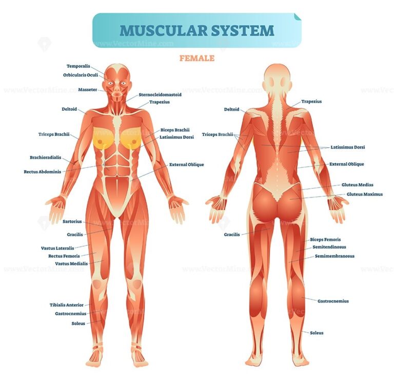 Female Muscular System Full Anatomical Body Diagram With Muscle Scheme Vector Illustration Educational Poster VectorMine