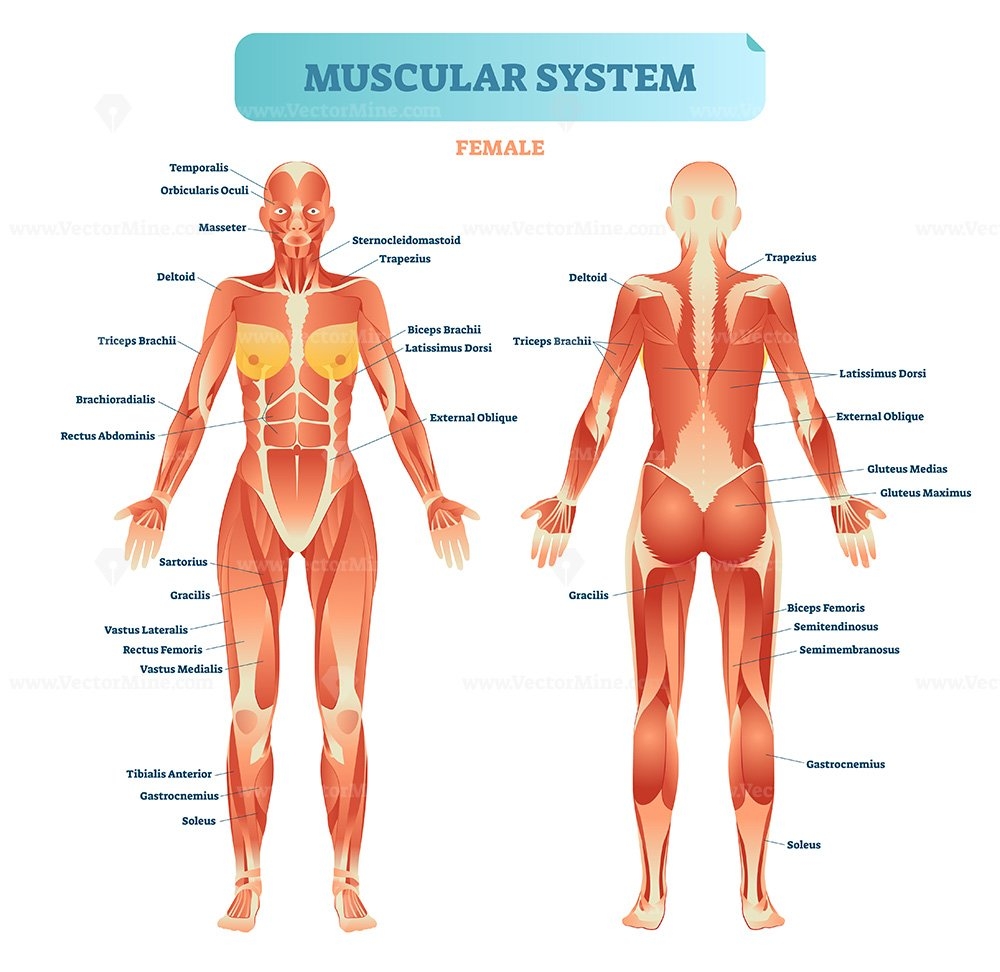 Female Muscular System Full Anatomical Body Diagram With Muscle Scheme Vector Illustration Educational Poster VectorMine