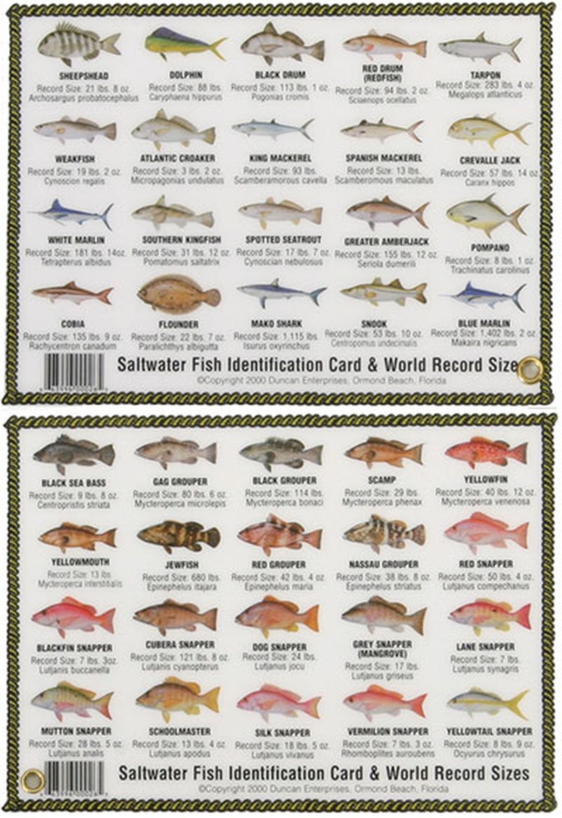 Printable Florida Saltwater Fish Identification Chart Printable Florida Saltwater Fish Identification Chart