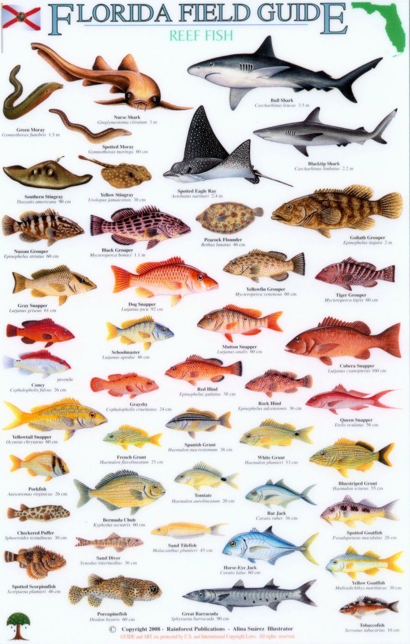 Florida Field Guide Reef Fish NHBS Field Guides Natural History Florida Field Guide Reef Fish NHBS Field Guides Natural History