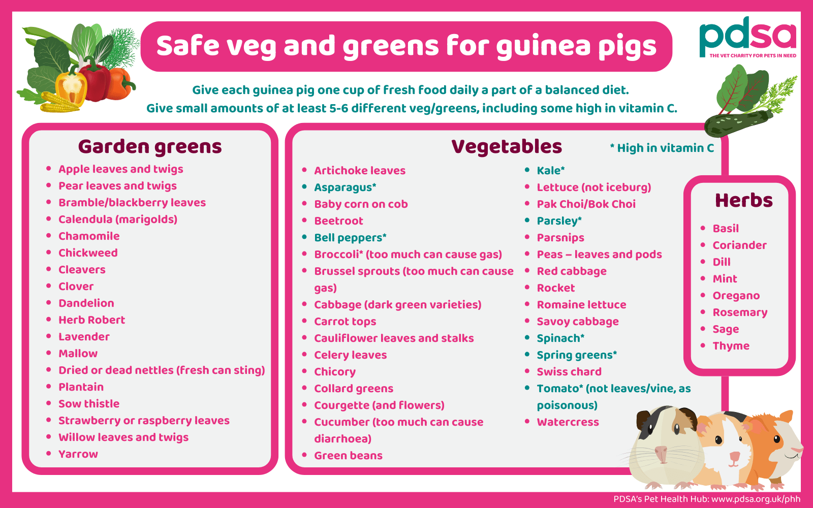 Food Chart Guinea Pig Diet Schedule Healthy Diet What Veggies And Fruits Can Guinea Pigs Eat Food Chart Guinea Pig Diet Schedule Healthy Diet What Veggies And Fruits Can Guinea Pigs Eat