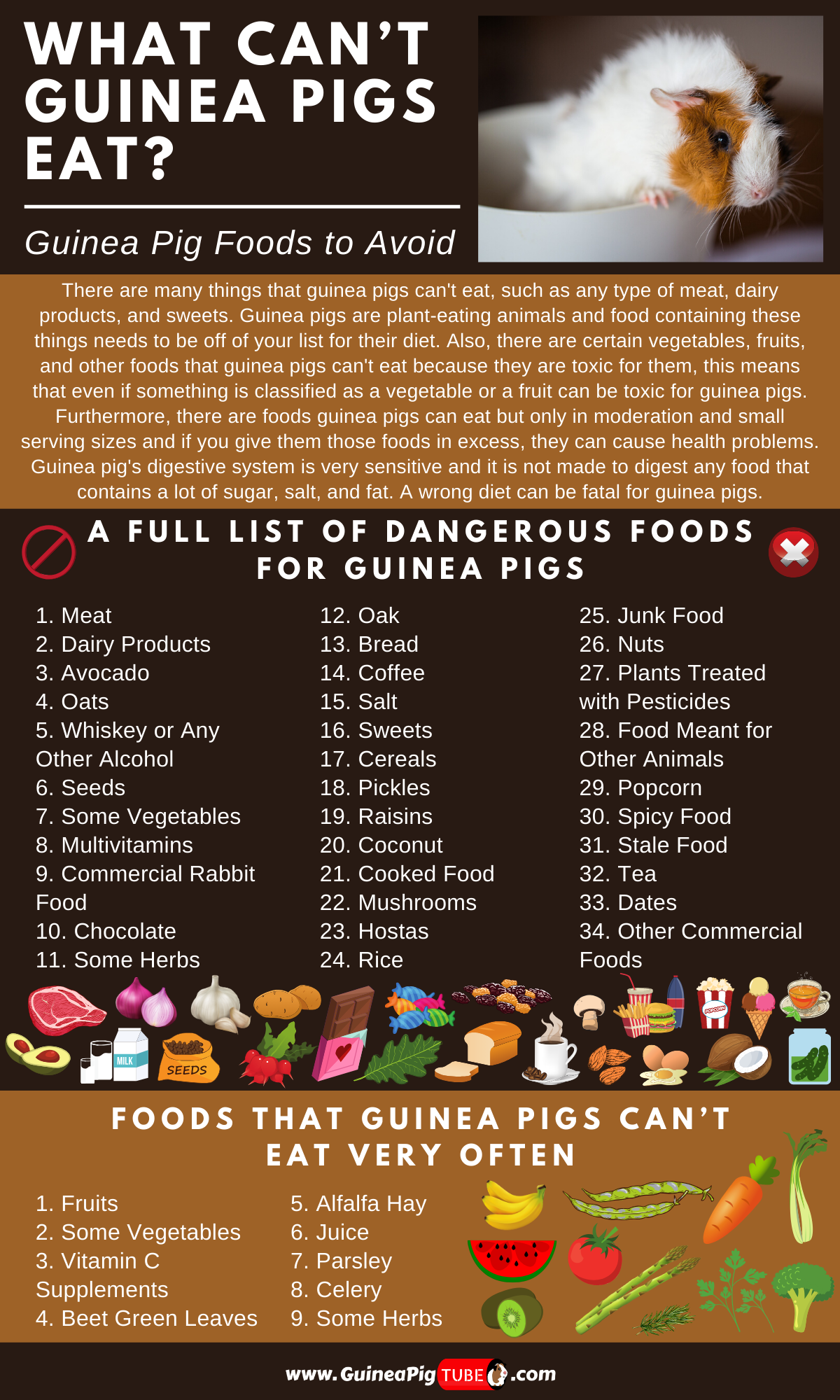 Food Chart When Can Baby Guinea Pigs Eat Vegetables Fruits Guinea Pig Food List Printable List Food Chart When Can Baby Guinea Pigs Eat Vegetables Fruits Guinea Pig Food List Printable List
