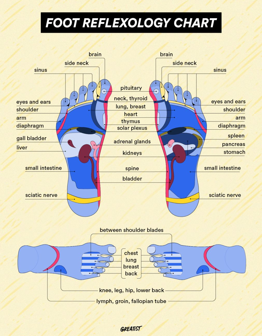 Foot Reflexology Chart Pressure Points Benefits Guide