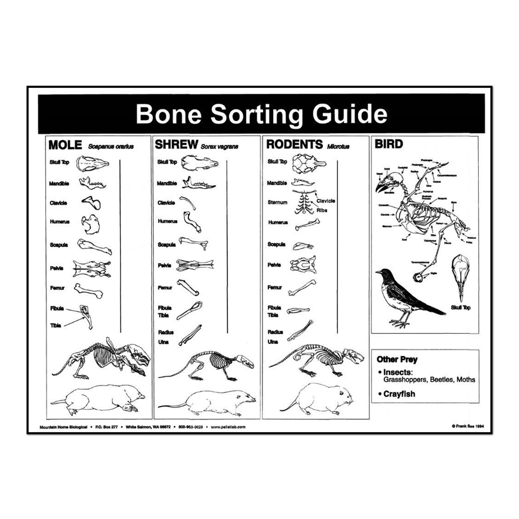 Printable Owl Pellet Bone Sorting Chart Printable Owl Pellet Bone Sorting Chart