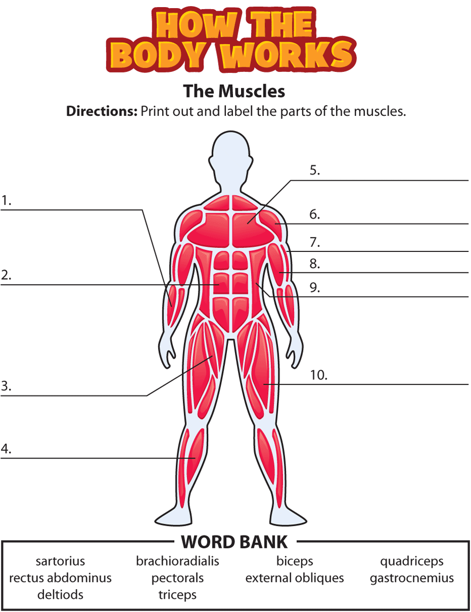 For Kids Activity The Muscles Kidshealth Akron Children s